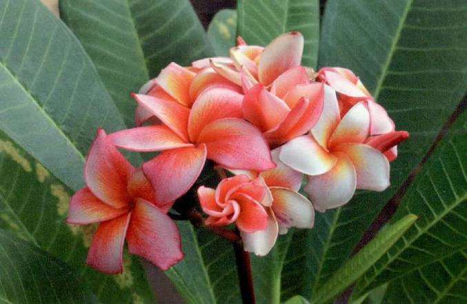 鸡蛋花怎么浇水施肥的3个方法 图片