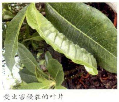 鸡蛋花怎么繁殖和病虫害防治