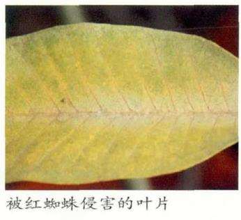 鸡蛋花怎么繁殖和病虫害防治