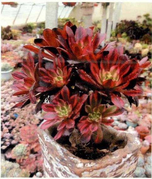 夏季多肉怎么适当淋雨浇水