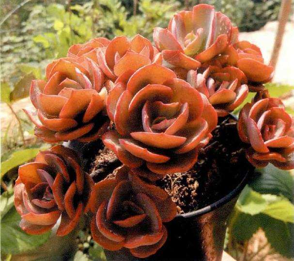 夏季多肉怎么适当淋雨浇水