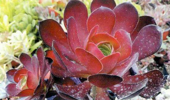 夏季多肉怎么适当淋雨浇水