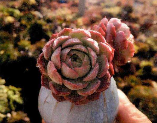 夏季多肉怎么适当淋雨浇水