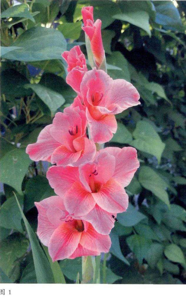 为什么唐菖蒲的花苞确实有点奇特