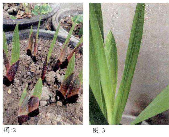 为什么唐菖蒲的花苞确实有点奇特