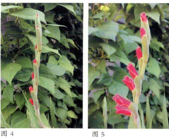 为什么唐菖蒲的花苞确实有点奇特