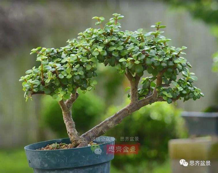 图解 老外5年制作金枝玉叶盆景的过程