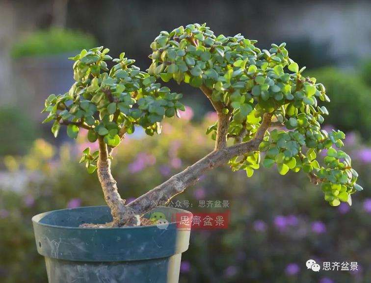 图解 老外5年制作金枝玉叶盆景的过程