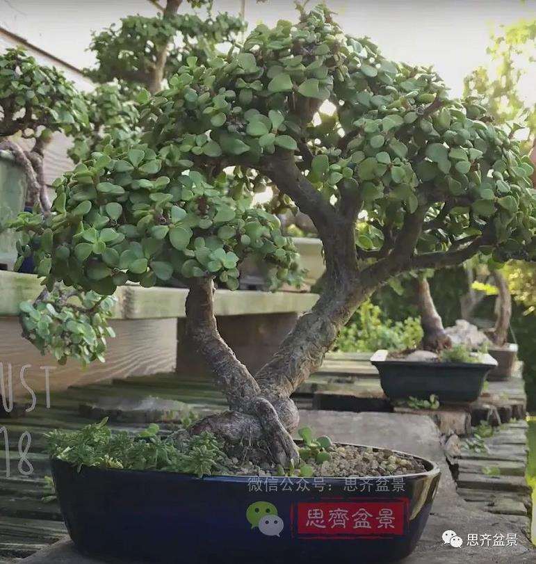 图解 老外5年制作金枝玉叶盆景的过程
