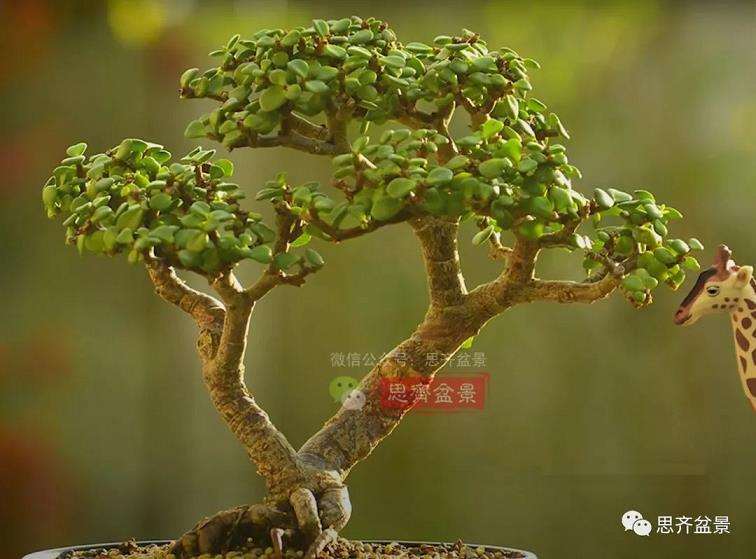 图解 老外5年制作金枝玉叶盆景的过程