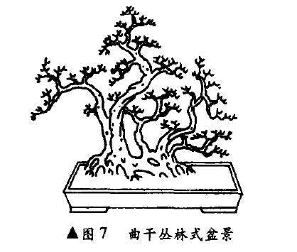 曲干丛林式盆景