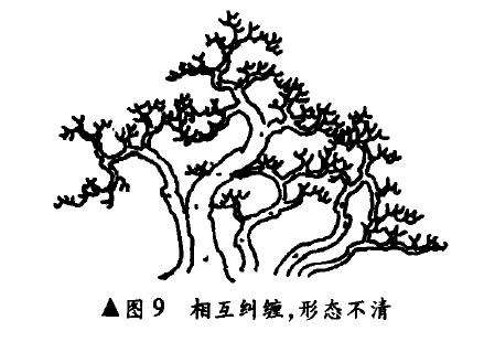 曲干丛林式盆景