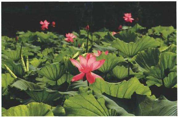 大渔滩湿地 除了荷花的美 还有什么