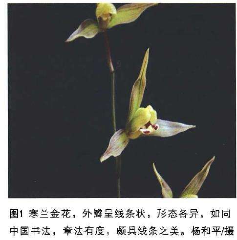 传统兰花瓣型理论对寒兰鉴赏有指导意义