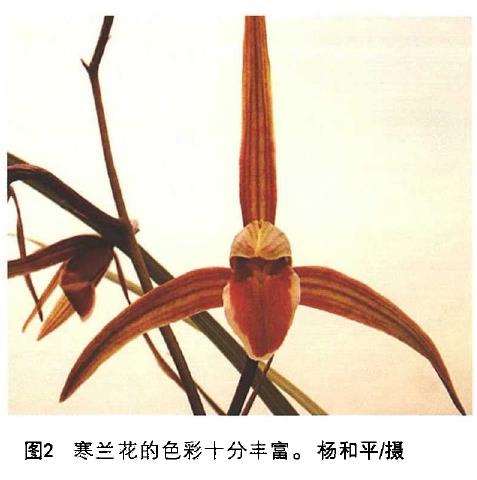 传统兰花瓣型理论对寒兰鉴赏有指导意义