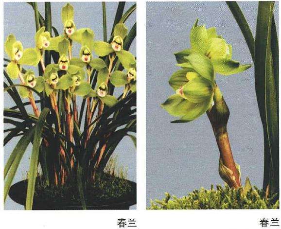 养兰花需不需要施肥