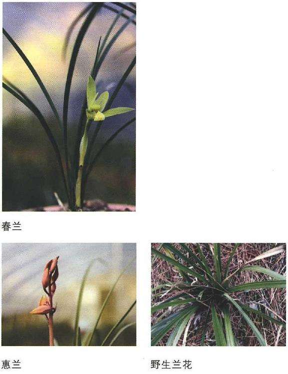 兰花常用叶面肥的3个配制方法