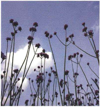 柳叶马鞭草怎么栽培定植