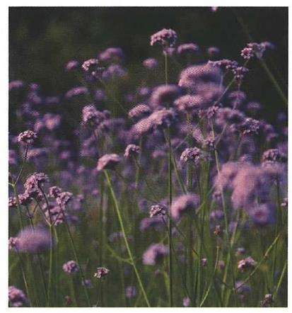 柳叶马鞭草怎么栽培定植