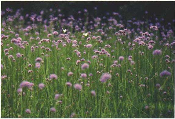 柳叶马鞭草宽窄叶的问题怎么解决