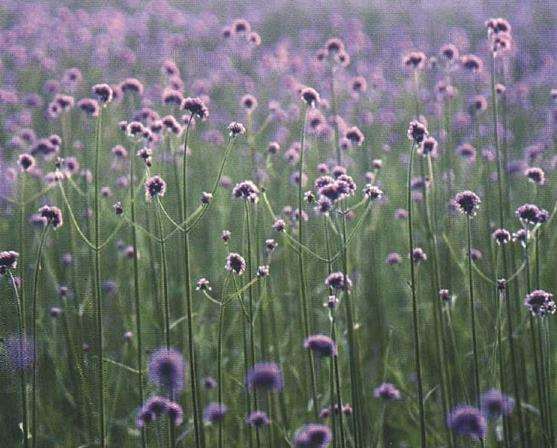 柳叶马鞭草在花海与花境有哪些应用