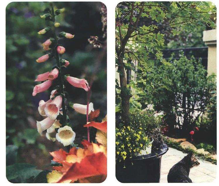 闲来学插花 愿花的绝美姿态留得再久一些