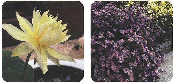 闲来学插花 愿花的绝美姿态留得再久一些