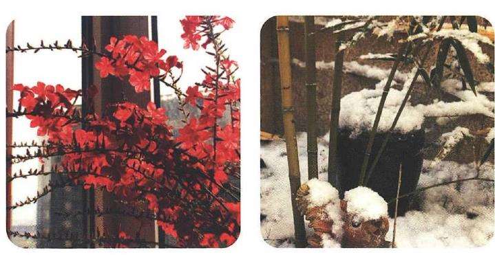 闲来学插花 愿花的绝美姿态留得再久一些