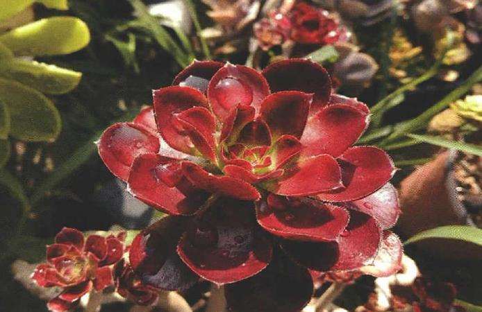 夏季露养多肉怎么浇水