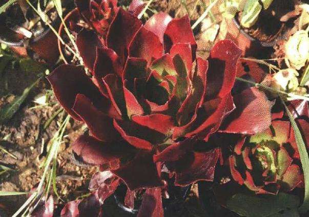 夏季露养多肉怎么浇水