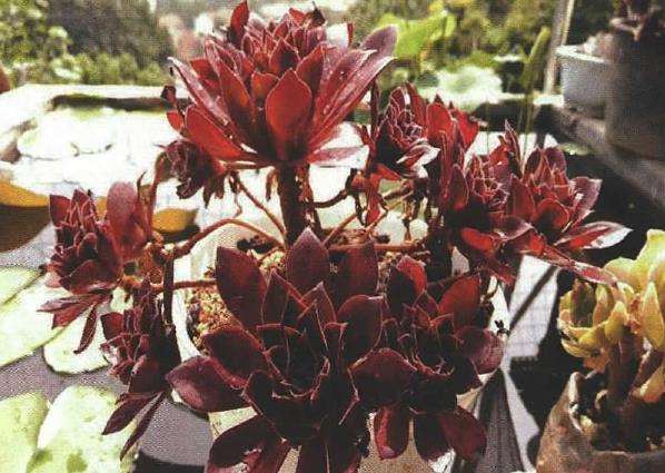 夏季蝶类多肉怎么防虫害