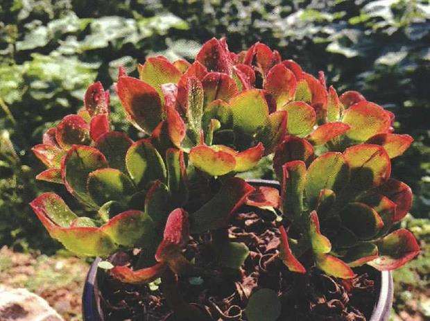 夏季蝶类多肉怎么防虫害