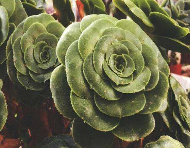 夏季蝶类多肉怎么防虫害