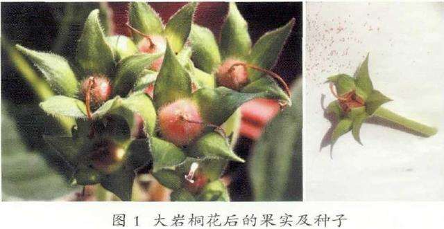 图解 大岩桐怎么播种繁殖的5个方法