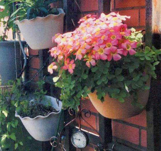 一个爱花的姑娘准备给自己一个花园