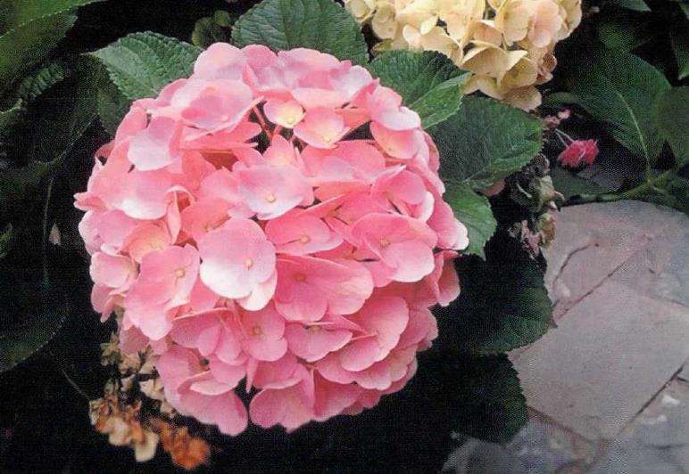 一个爱花的姑娘准备给自己一个花园