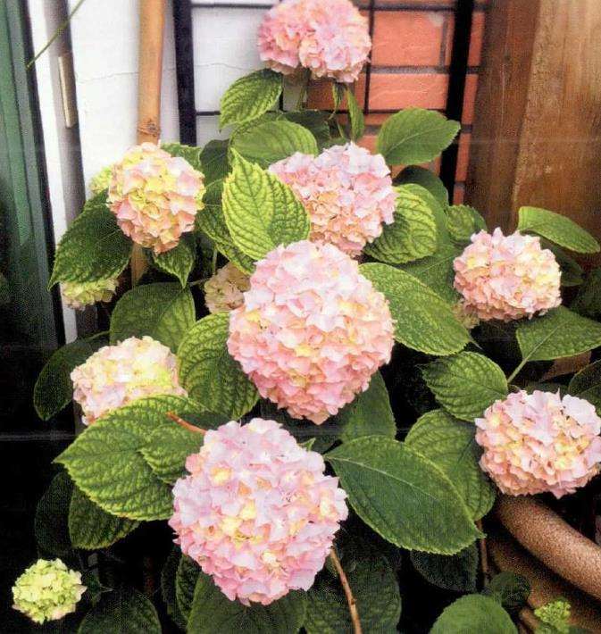 一个爱花的姑娘准备给自己一个花园