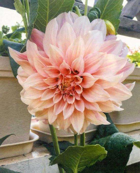 一个爱花的姑娘准备给自己一个花园