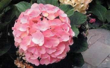 一个爱花的姑娘准备给自己一个花园