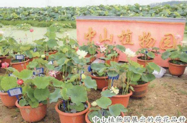 第六届中国荷花品种展成功举办