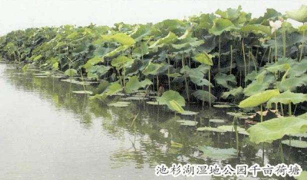 第六届中国荷花品种展成功举办