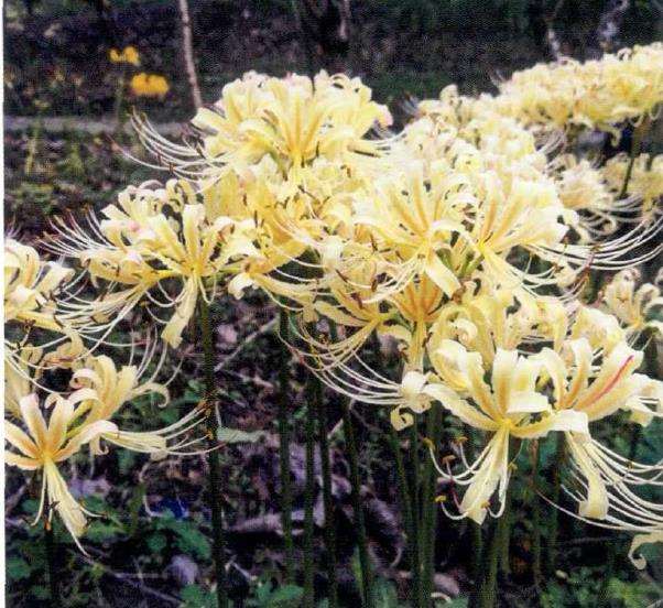 为什么石蒜的地位定位为中国郁金香