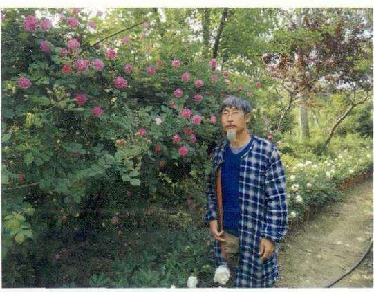 为什么石蒜的地位定位为中国郁金香