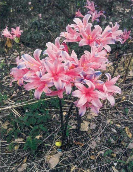 为什么石蒜的地位定位为中国郁金香