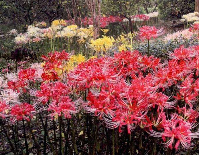 为什么石蒜的地位定位为中国郁金香