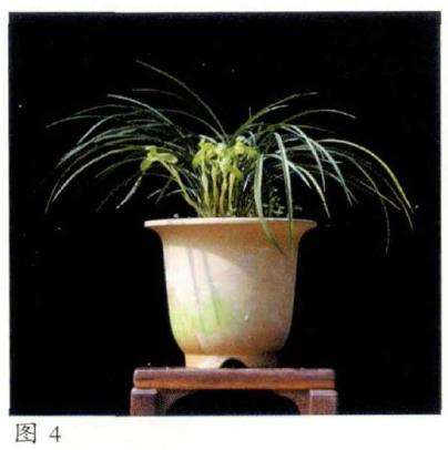图解 栽培兰花怎么选盆的5个方法