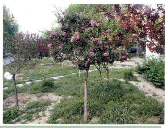 蓝丁香怎么病虫害防治和园林用途的方法