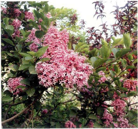 蓝丁香怎么栽培种植的5个方法