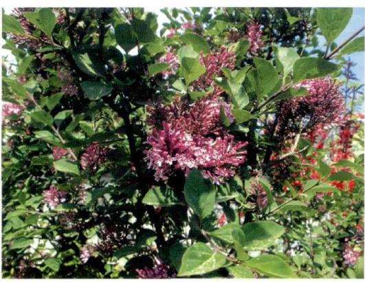 蓝丁香怎么栽培种植的5个方法