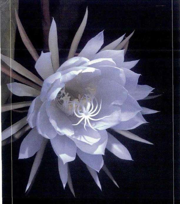 昙花修剪要特别注意的一点是什么